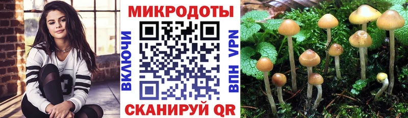 Галлюциногенные грибы Psilocybe  Тара 